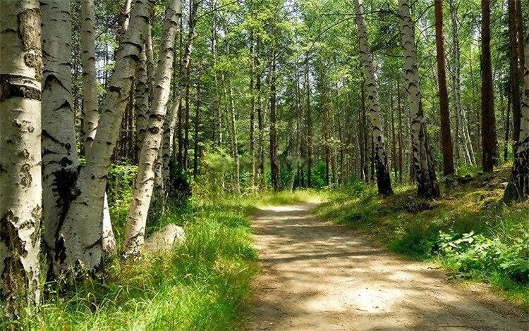 Birch Lined Dirt Path Wallpaper Mural, Custom Sizes Available