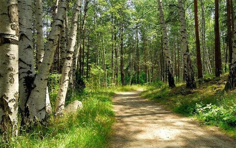 Image of Birch Lined Dirt Path Wallpaper Mural, Custom Sizes Available