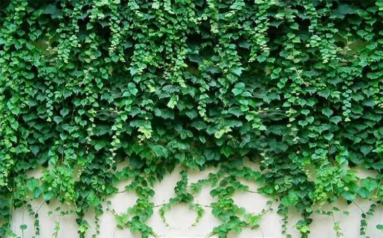 Cascading Boston Ivy Background Wallpaper Mural, Custom Sizes Available