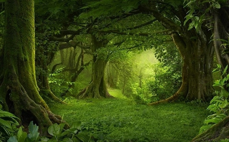 Mural de papel pintado con exuberante bosque idílico, tamaños personalizados disponibles