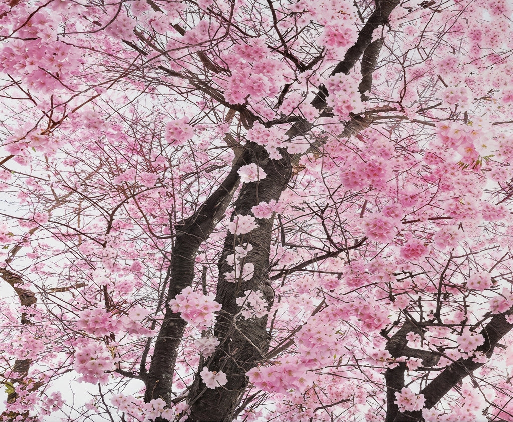 Papel pintado Flor de cerezo, sol, tamaños personalizados disponibles