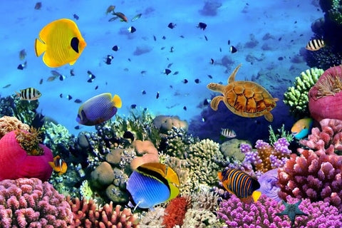 Image of Mural de papel pintado con arrecifes de coral y peces tropicales, tamaños personalizados disponibles