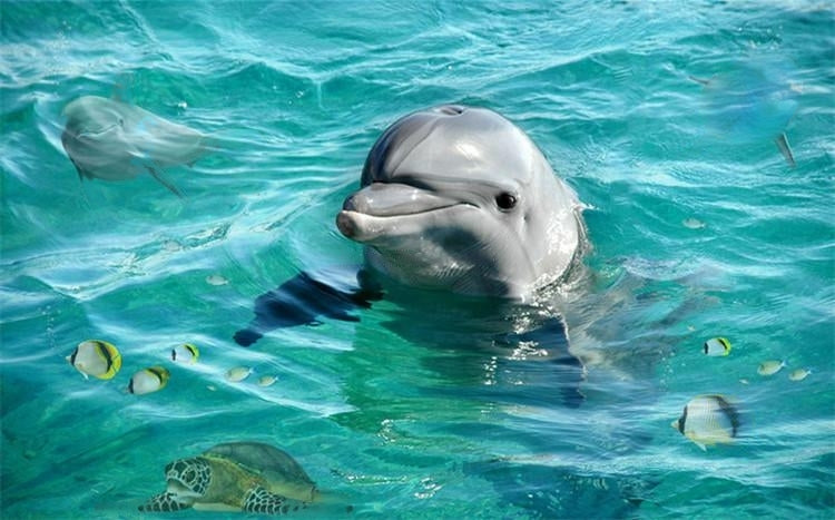 Cute Dolphin Self Adhesive Floor Mural, Custom Sizes Available