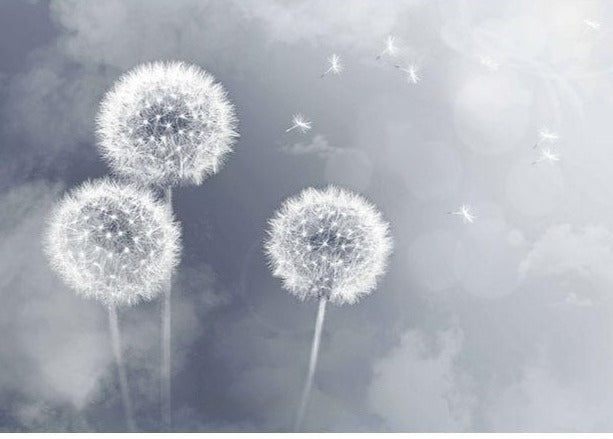 Dandelions Dispersing on a Gray Background Wallpaper Mural, Custom Sizes Available