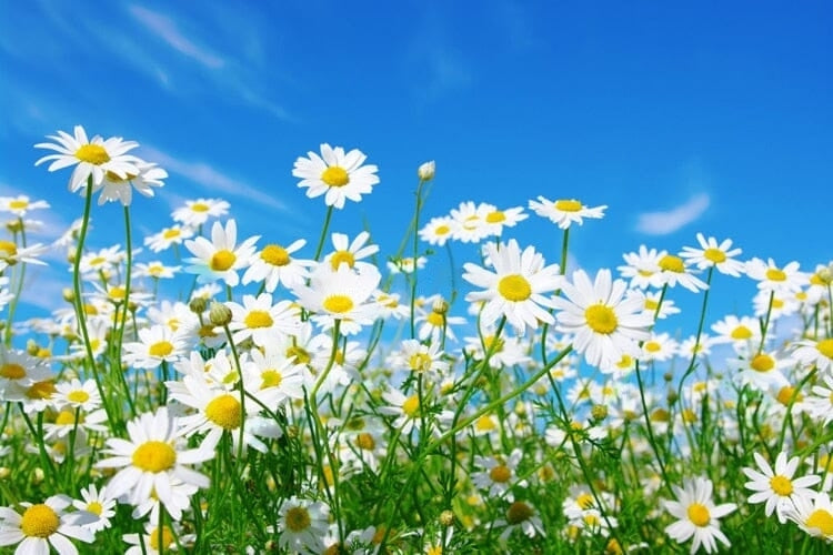 Lovely Daisies Against Blue Sky Wallpaper Mural, Custom Sizes Available