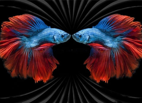 Image of Awesome Beta Fish Face-Off Wallpaper Mural, Custom Sizes Available