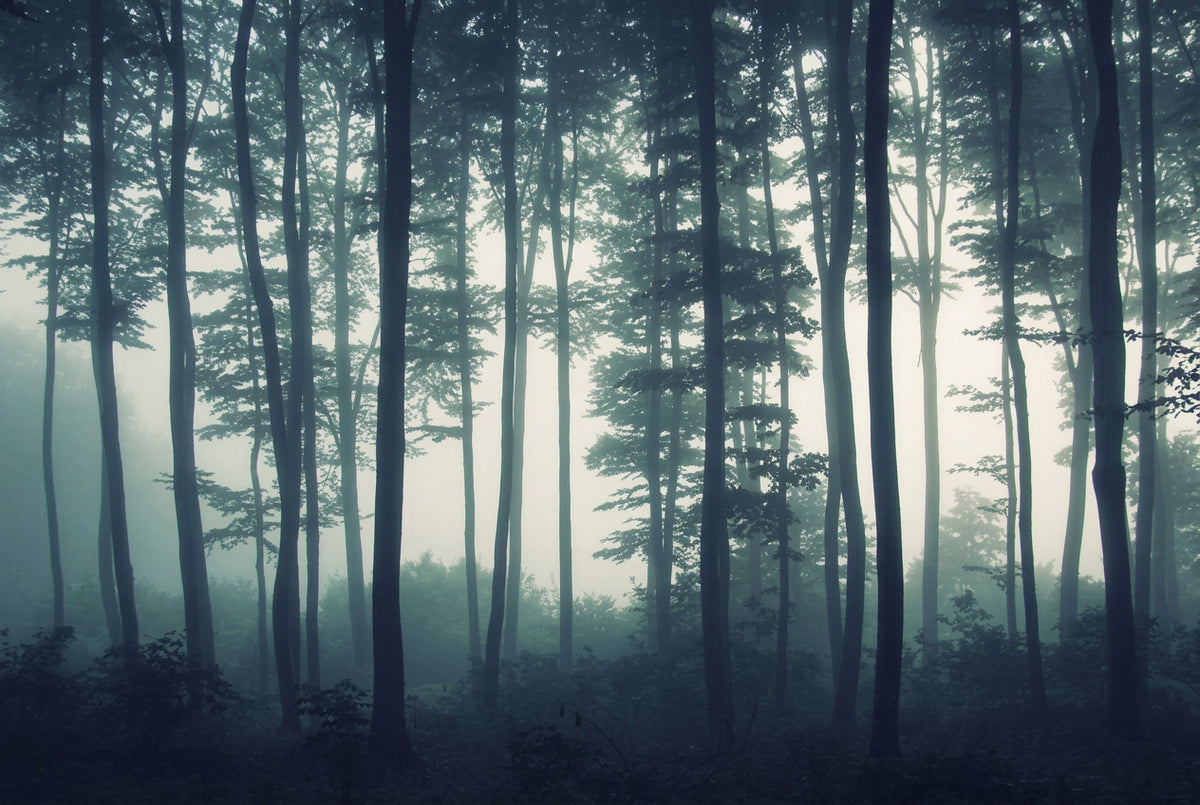 A Foggy Forest Wallpaper Mural, Custom Sizes Available