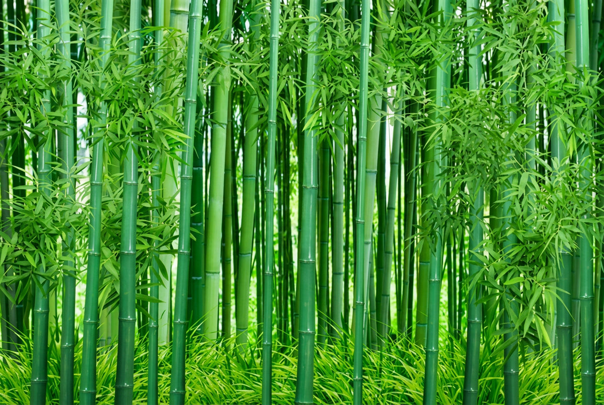Green Bamboo Forest Landscape Wallpaper Mural, Custom Sizes Available