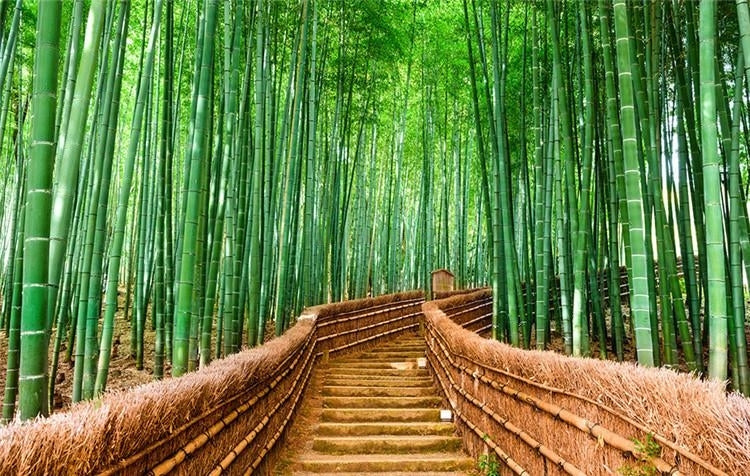 Green Bamboo Path Wallpaper Mural, Custom Sizes Available