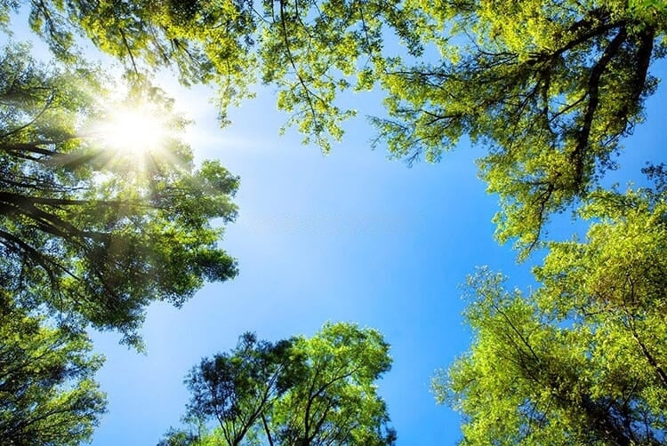 Lovely Sunlit Trees Ceiling Mural, Custom Sizes Available