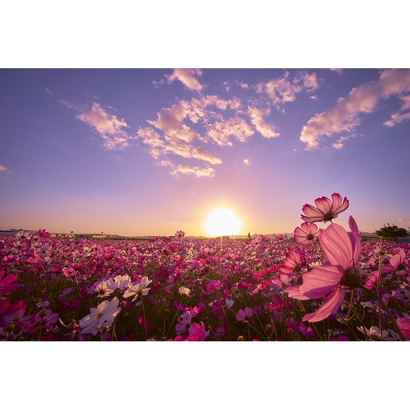 Amazing Field Of Flowers Wallpaper Mural, Custom Sizes Available Wall Murals Maughon's 
