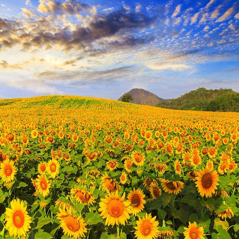 Image of Amazing Sunflower Field Wallpaper Mural, Custom Sizes Available Wall Murals Maughon's 