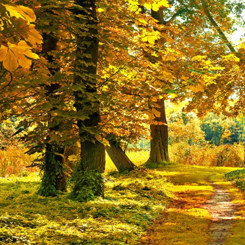 Autumn Forest Path Wallpaper Mural, Custom Sizes Available Household-Wallpaper Maughon's 