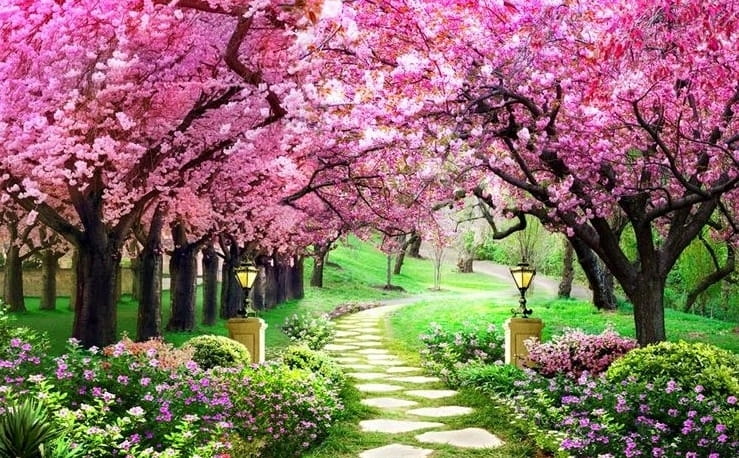 Cherry Blossom Tree Lined Walkway Wallpaper Mural, Custom Sizes Available