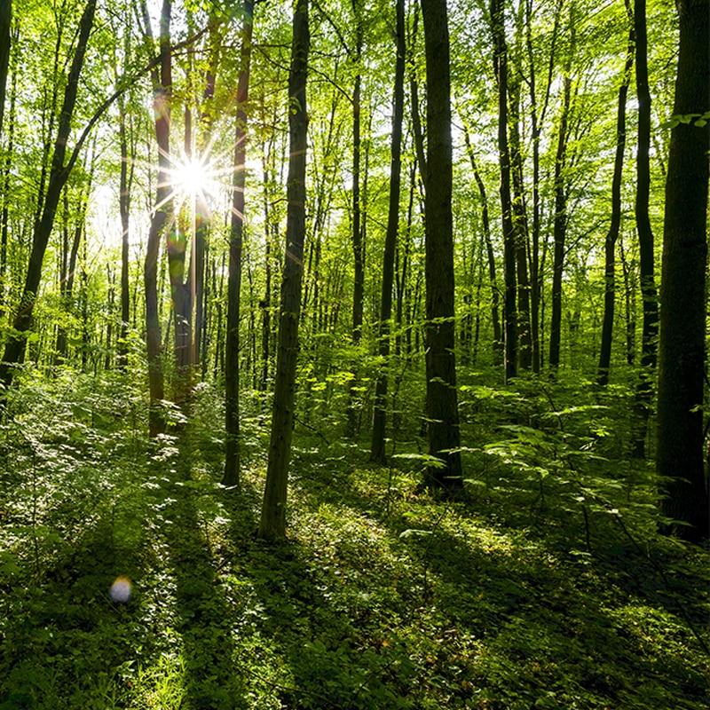 Beautiful Landscape Green Forest Wallpaper Mural, Custom Sizes Available Household-Wallpaper Maughon's 
