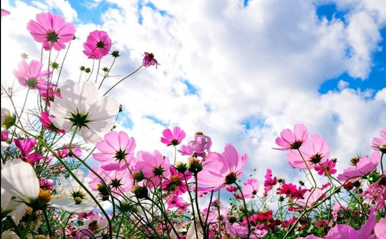 Beautiful Pink Wildflowers Wallpaper Mural, Custom Sizes Available Wall Murals Maughon's 