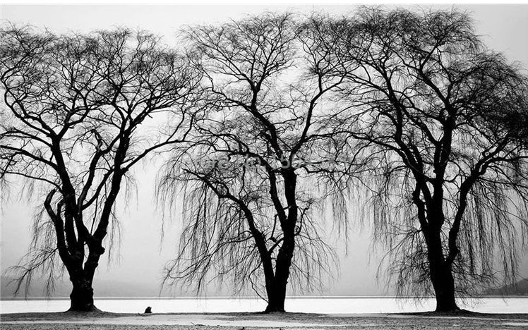Black And White Tree Silhouettes Wallpaper Mural, Custom Sizes Available Wall Murals Maughon's 