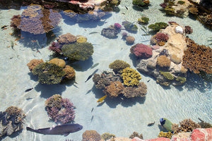 Mural autoadhesivo para suelo Coral Lagoon, tamaños personalizados disponibles