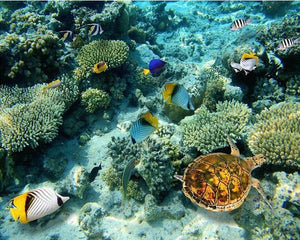 Mural de arrecife de coral con tortugas marinas y peces tropicales, tamaños personalizados disponibles