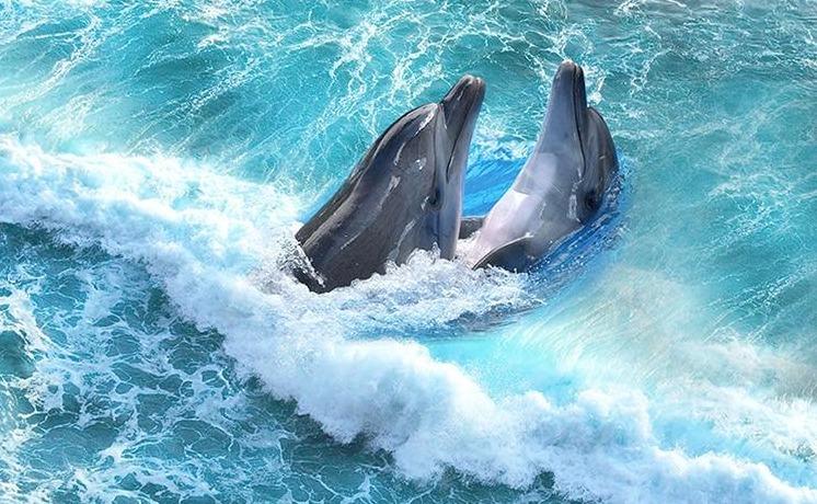 Dolphins in Waves Vinyl PVC Floor Mural, Self Adhesive, Custom Sizes Available Household-Wallpaper-Floor Maughon's 