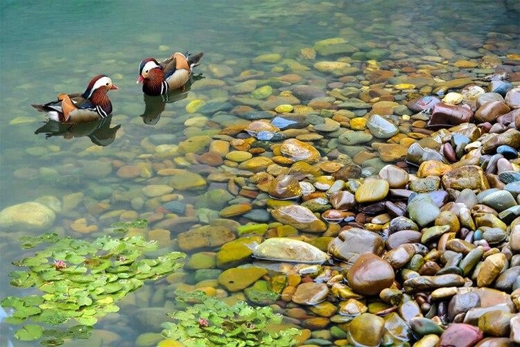Ducks And River Stone Self Adhesive Floor Mural, Custom Sizes Available