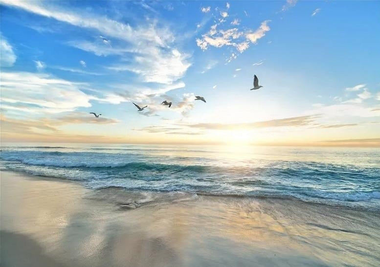 Beach and Seagulls Wallpaper Mural, Custom Sizes Available