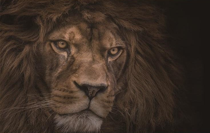 Fierce Lion Wallpaper Mural, Custom Sizes Available Household-Wallpaper Maughon's 