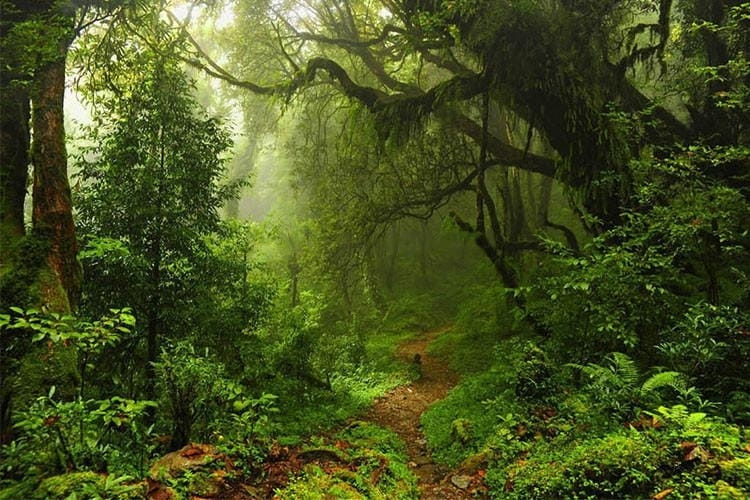 Mystifying Trail Through a Rainforest Wallpaper Mural, Custom Sizes Available