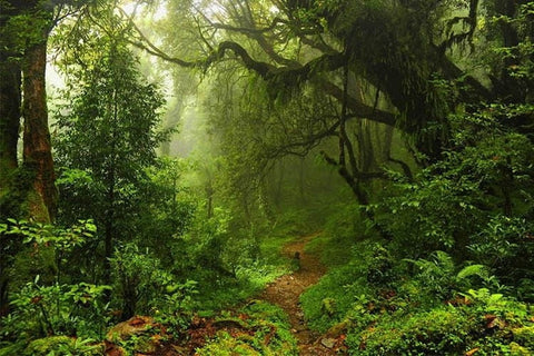Image of Papel pintado con paisaje natural del bosque, tamaños personalizados disponibles
