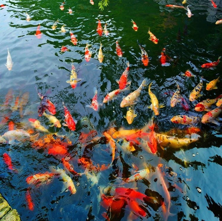 Koi Pond Vinyl PVC Floor Mural, Self Adhesive, Custom Sizes Available