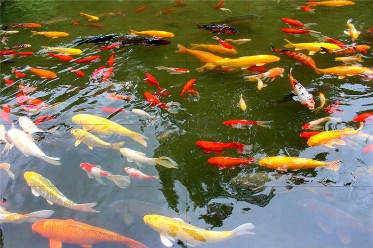 Koi Pond Self Adhesive Floor Mural, Custom Sizes Available