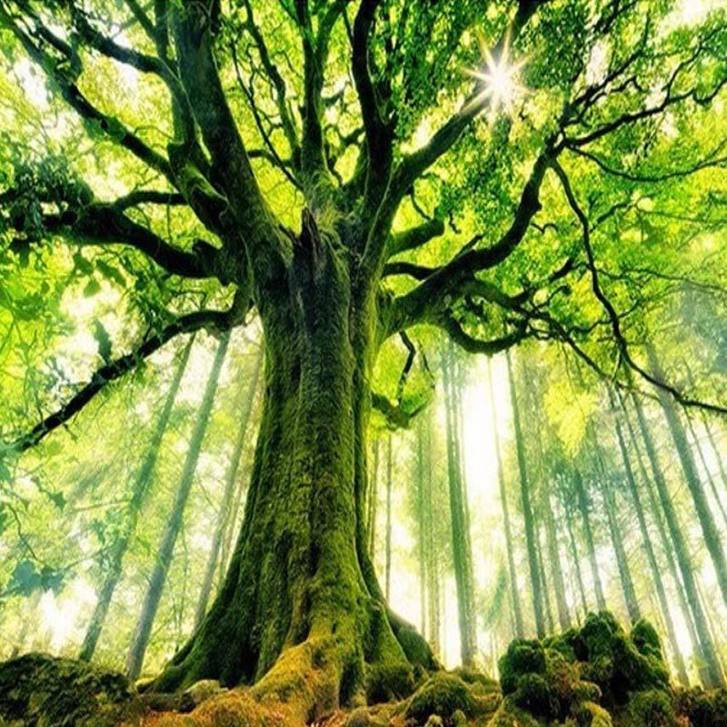 Majestic Oak Tree Wallpaper Mural, Custom Sizes Available Household-Wallpaper Maughon's 