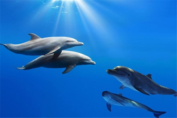 Pod of Dolphins Self Adhesive Floor Mural, Custom Sizes Available