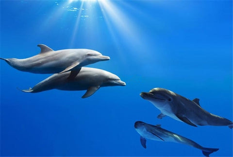 Image of Pod of Dolphins Self Adhesive Floor Mural, Custom Sizes Available