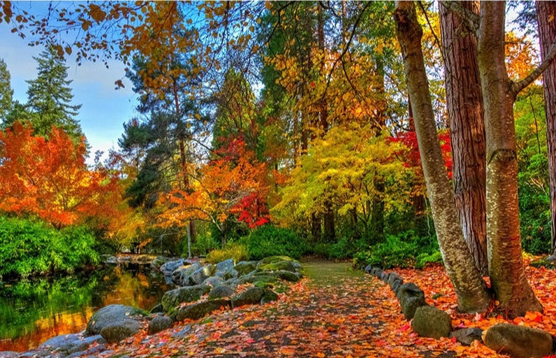 Self Adhesive Autumn Forest Walking Path Wallpaper Mural, Custom Sizes Available Wall Murals Maughon's 