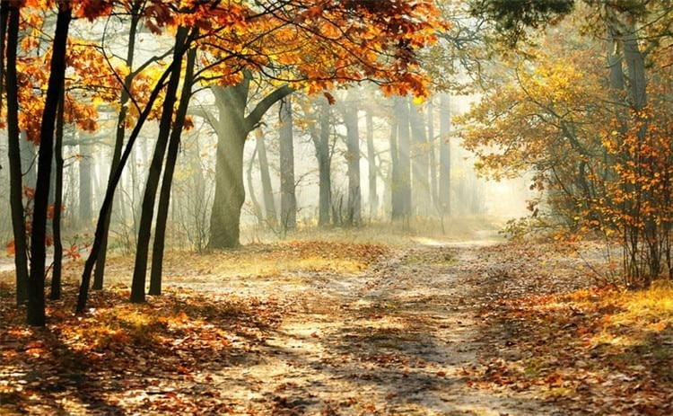 Sunlit Autumn Forest Wallpaper Mural, Custom Sizes Available