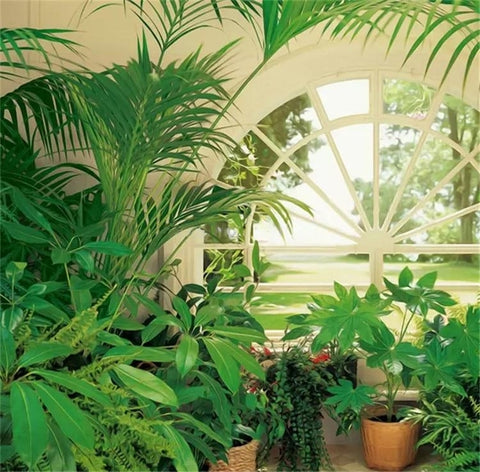 Image of Mural Plantas Tropicales De La Casa Con Fondo De Ventana En Arco, Tamaños Personalizados Disponibles