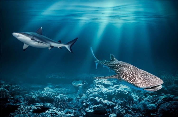 Amazing Whale and Great White Sharks Floor Mural, Self Adhesive, Custom Sizes Available