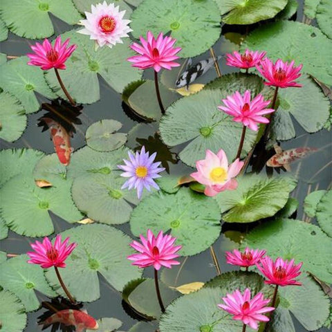 Image of Waterlily Pond Self Adhesive Floor Mural, Custom Sizes Available Maughon's 