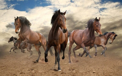 Wild Galloping Horses Wallpaper Mural, Custom Sizes Available